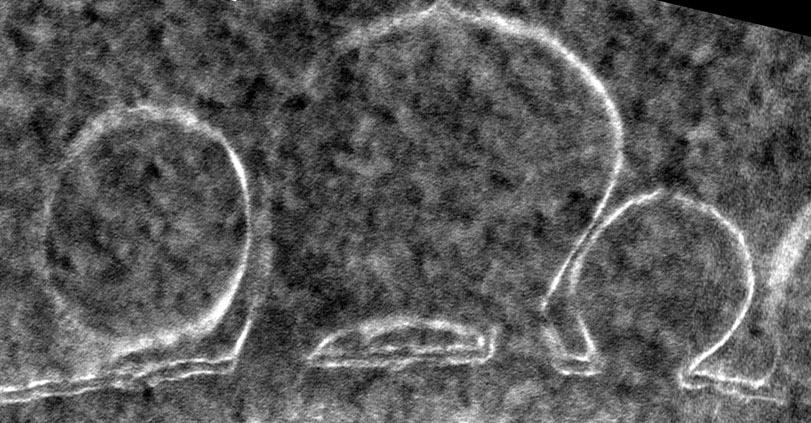 植物細(xì)胞質(zhì)化石研究取得新進(jìn)展