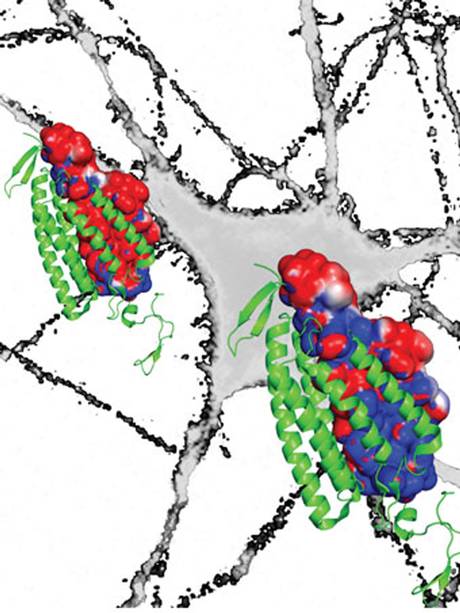 科學(xué)家建立大腦“開關(guān)”利用光脈沖有效關(guān)閉神經(jīng)活動(dòng)