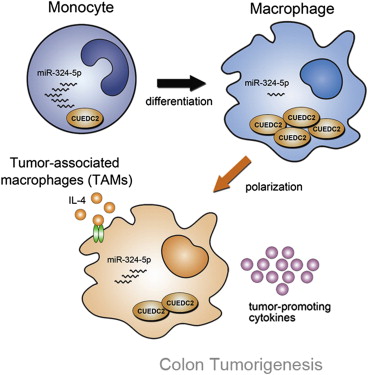 中國學者在Cell子刊揭示巨噬細胞如何導致結(jié)腸癌形成