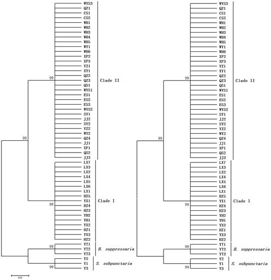 農(nóng)科院在PLOS ONE揭示茶尺蠖種群遺傳分化規(guī)律