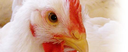 我國學者發(fā)現miRNA可作為MDV感染和腫瘤發(fā)生的標記