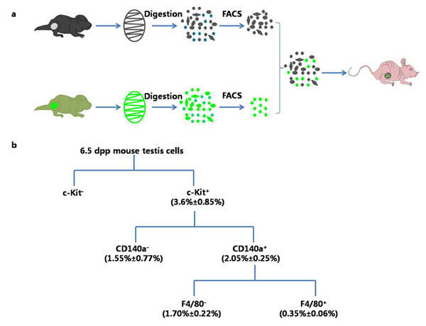 Sci Rep:c-Kit陽性細(xì)胞在新生睪丸皮下重構(gòu)過程中的作用