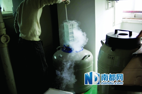 <p>    市二醫(yī)院，從患者血液中分離出的免疫細(xì)胞被存儲(chǔ)在液氮罐里。</p>