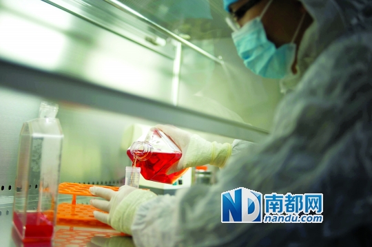 <p>    免疫細(xì)胞被重懸到無血清培養(yǎng)基進(jìn)行培養(yǎng)。</p>