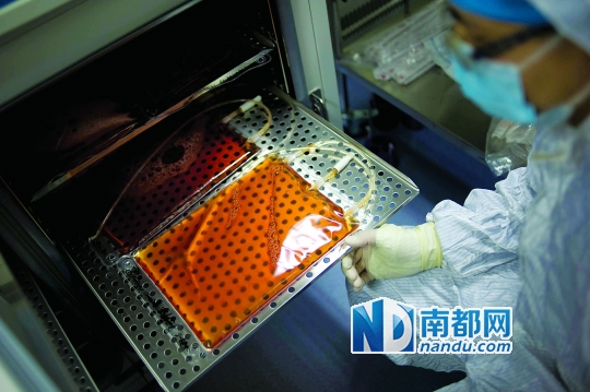 <p>    免疫細(xì)胞培養(yǎng)到一定數(shù)量后轉(zhuǎn)移到更大的袋子里儲(chǔ)存。</p>