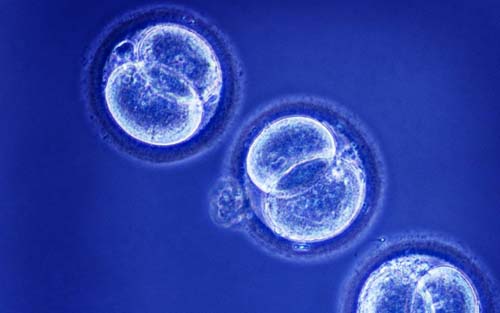 綜述：歐盟干細(xì)胞研究研發(fā)現(xiàn)狀