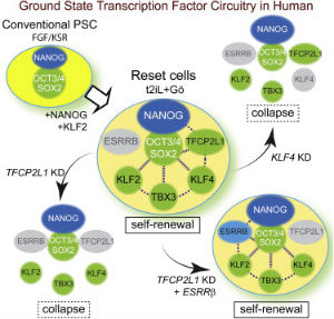 2014你不能錯(cuò)過(guò)的干細(xì)胞論文！  