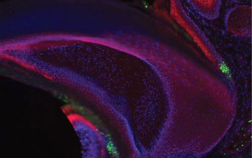 2014你不能錯(cuò)過(guò)的干細(xì)胞論文！  