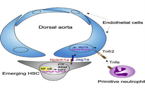 2014你不能錯(cuò)過(guò)的干細(xì)胞論文！  