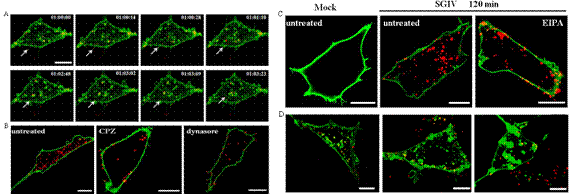 科學(xué)家利用單病毒粒子示蹤技術(shù)揭示海水魚類病毒侵染機(jī)制
