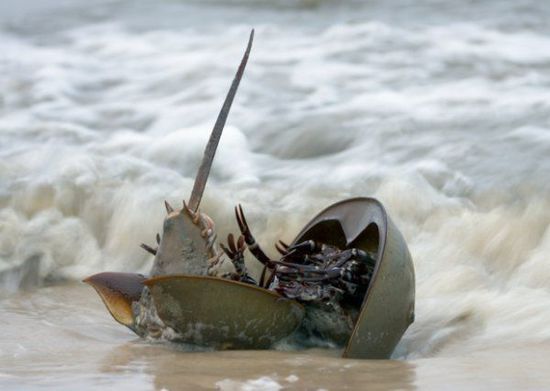 關(guān)于鱟的十個秘密