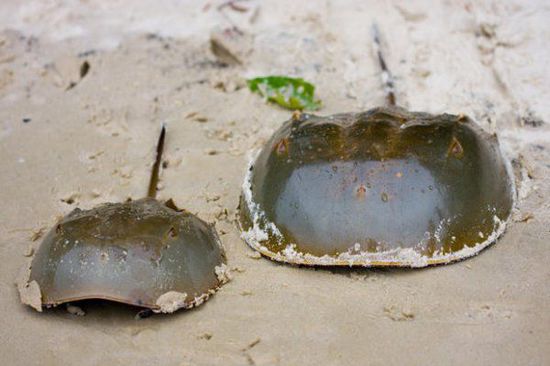 關(guān)于鱟的十個秘密