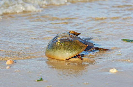 關(guān)于鱟的十個秘密