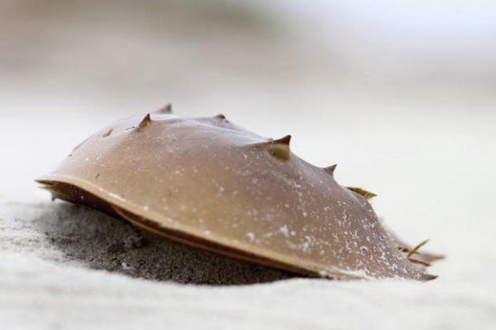 關(guān)于鱟的十個秘密