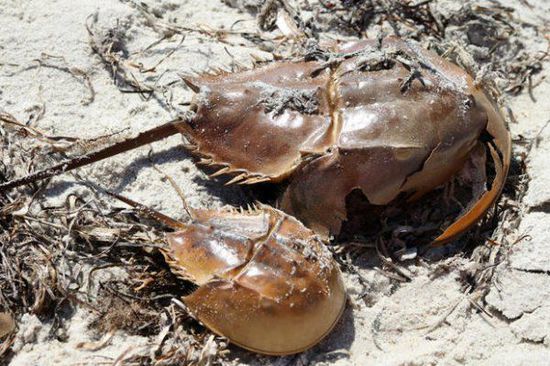 關(guān)于鱟的十個秘密